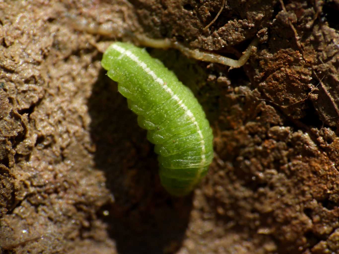 Larva di Curculionidae